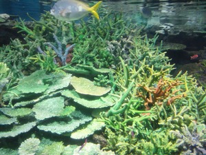 水族館