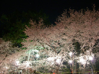 岡崎公園　夜桜見物