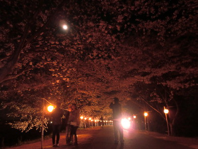 夜桜さんぽ