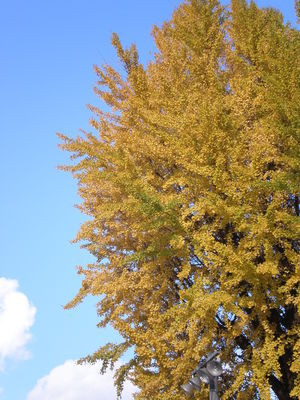 2008年11月16日（日）晩秋の昌寧  その５