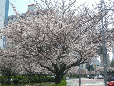 南川の今日の桜