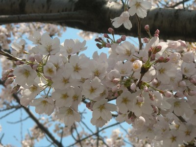 南川の今日の桜