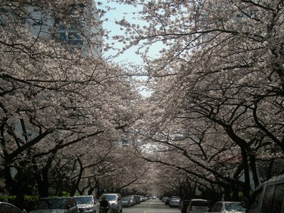 南川の今日の桜