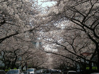 南川の今日の桜