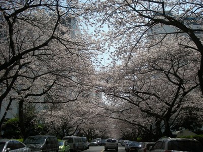 南川の今日の桜