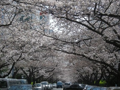 南川の今日の桜