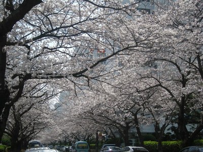 南川の今日の桜