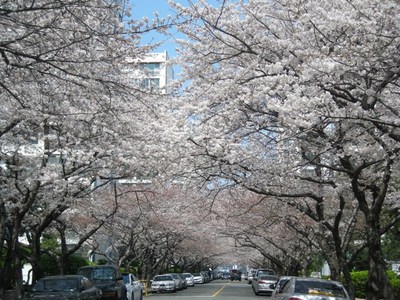 南川の今日の桜