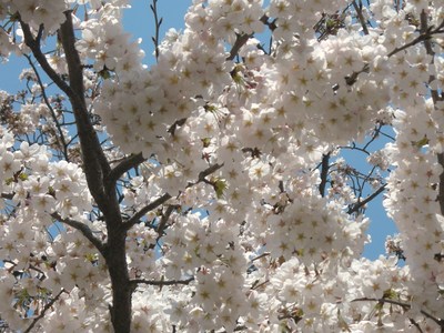 南川の今日の桜