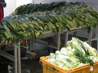 白菜1,000株のキムチ　2