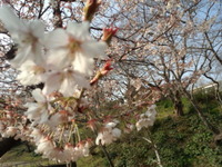 今宵は休村ですｏ( ＿＿*)Ｚｚｚ 2017/03/20 16:43:11