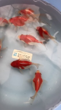 TAMASABA GOLDFISH RED& WHITE 2023/02/25 05:51:00