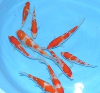 KOI varieties for sales - 2022 2021/12/11 05:51:00