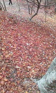 紅葉 2014/11/24 12:59:24