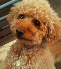 Bean's Dog Studio 2008/07/29 20:46:06