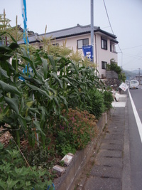 交通安全♪ 2008/06/11 18:34:02