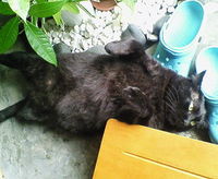 癒しの森(２) 2008/08/08 11:25:38