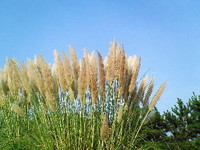 吉田公園 2008/09/06 21:12:56
