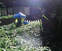 11月30日の記事 2008/11/30 13:27:47
