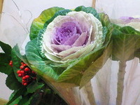 キャベツ 2008/12/30 14:47:56