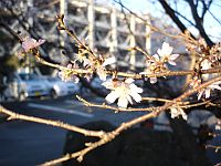 桜　春が来た