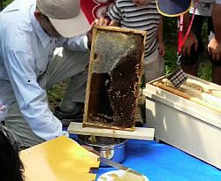 ハニカム構造