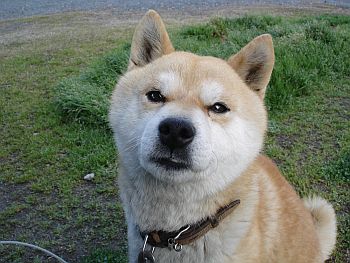 愛犬