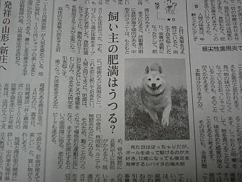 犬の肥満