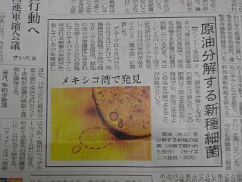 原油を分解する細菌