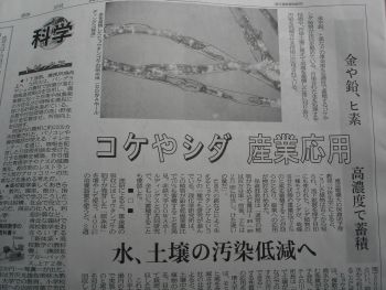 コケ　シダ