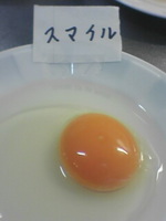 たまごの比較　その１