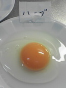たまごの比較　その１