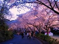 夜桜ライトアップは25日から。 2009/03/21 22:54:00
