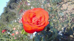 花紀行特別便