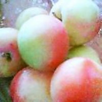 スモモ 2007/06/19 08:28:43