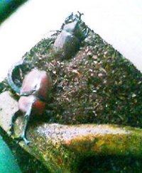 カブト虫 2007/08/13 10:08:27