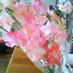春気分 2008/01/15 15:17:46