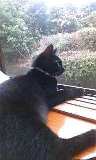 実家の猫 2012/01/31 19:29:34