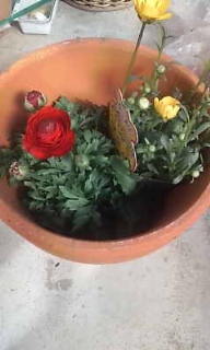 春植え 2012/03/16 07:47:15
