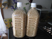 災い転じて 2010/04/15 21:49:33