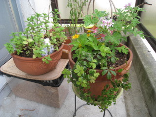寄せ植え
