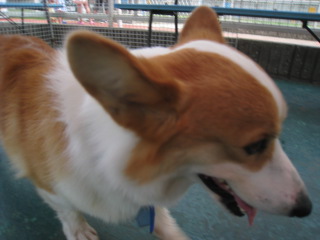 香嵐渓