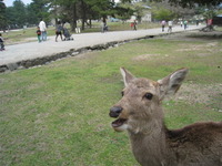 奈良へ旅行 2011/04/27 23:22:26