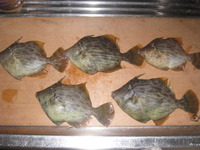 秋はカワハギ 2011/10/26 15:34:38