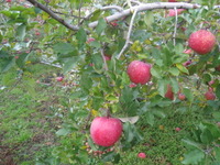 りんごがり２０１１ 2011/11/25 10:24:04
