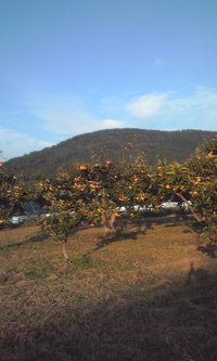 柿の村 2011/11/14 11:10:06