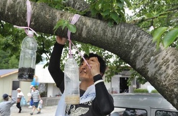 被災工夫！　ハエ取り