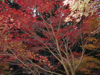 森町・小國神社の紅葉