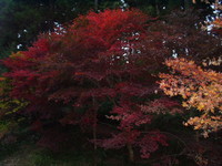 森町・小國神社の紅葉