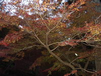 森町・大洞院の紅葉